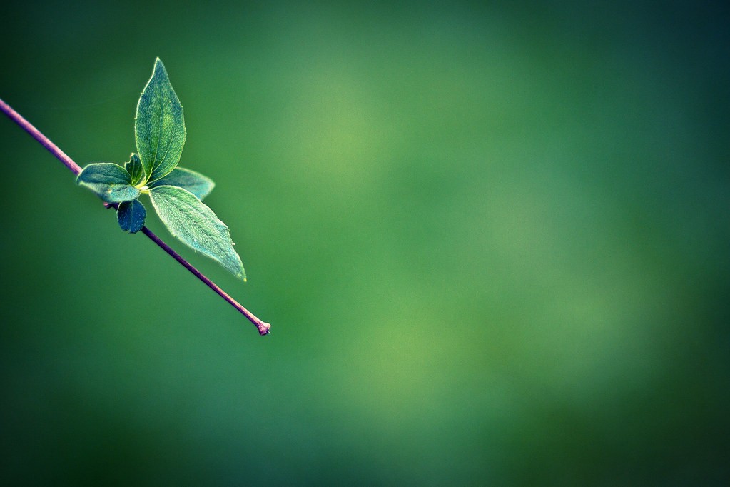 แคนนอน Canon 50mm f1.8