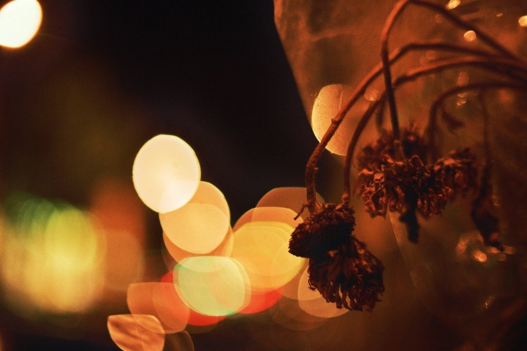 นิคอน Nikon 55mm f1.2 — ตัวอย่าง 2