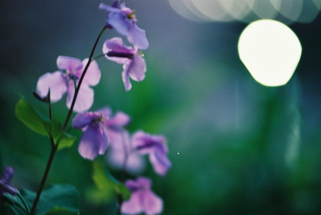 นิคอน Nikon 35mm f2 — ตัวอย่าง 3