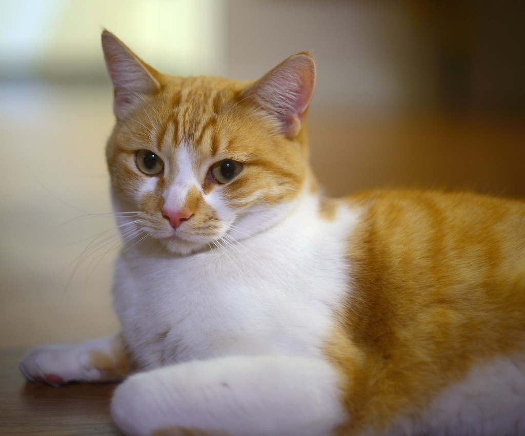 นิคอน Nikon 50mm f1.4 — ตัวอย่าง 3