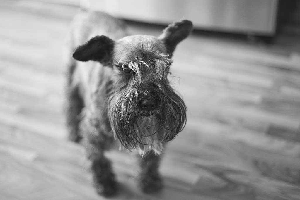 Nikon 50mm f1.8 — sample 2