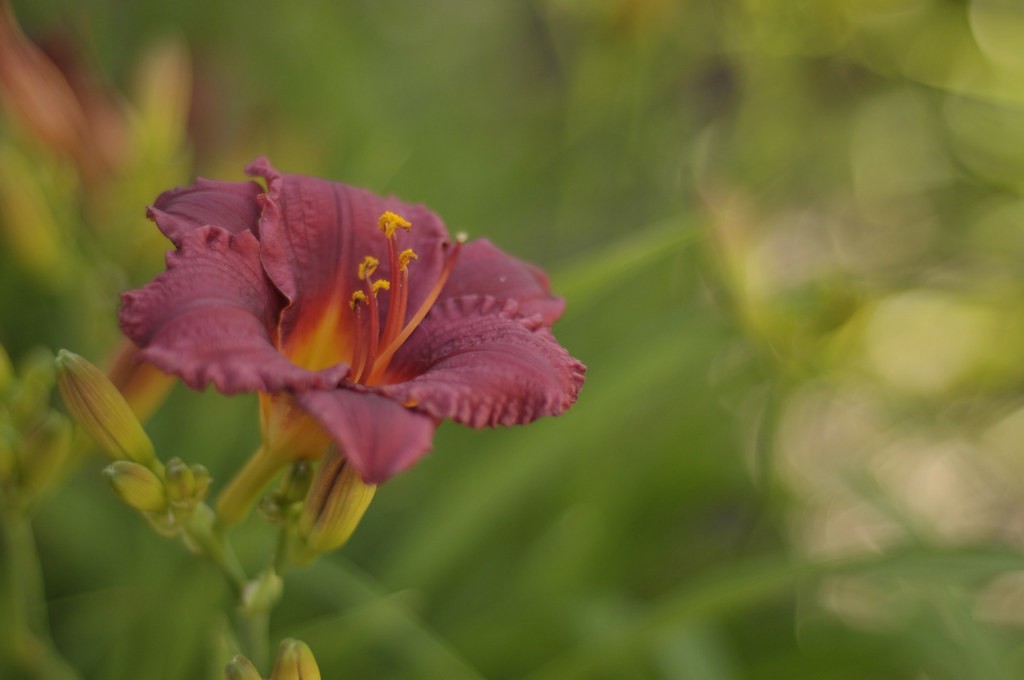 Nikon 50mm f1.8