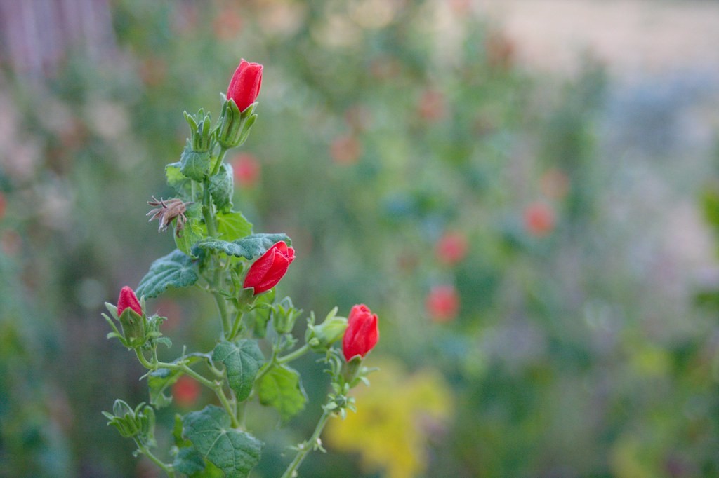 แคนนอน Canon 28mm f2.8