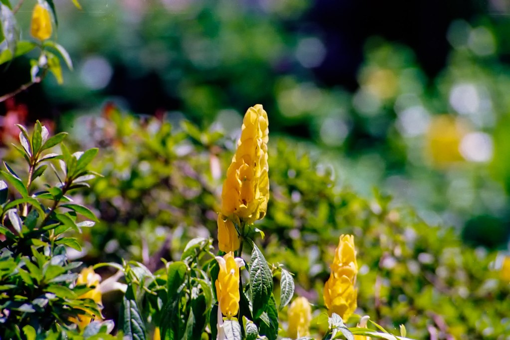 แคนนอน Canon 50mm f1.8 — ตัวอย่าง 3