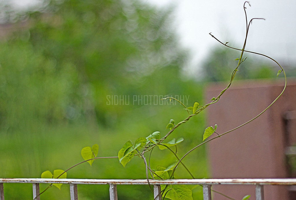 แคนนอน Canon 50mm f1.8 — ตัวอย่าง 5