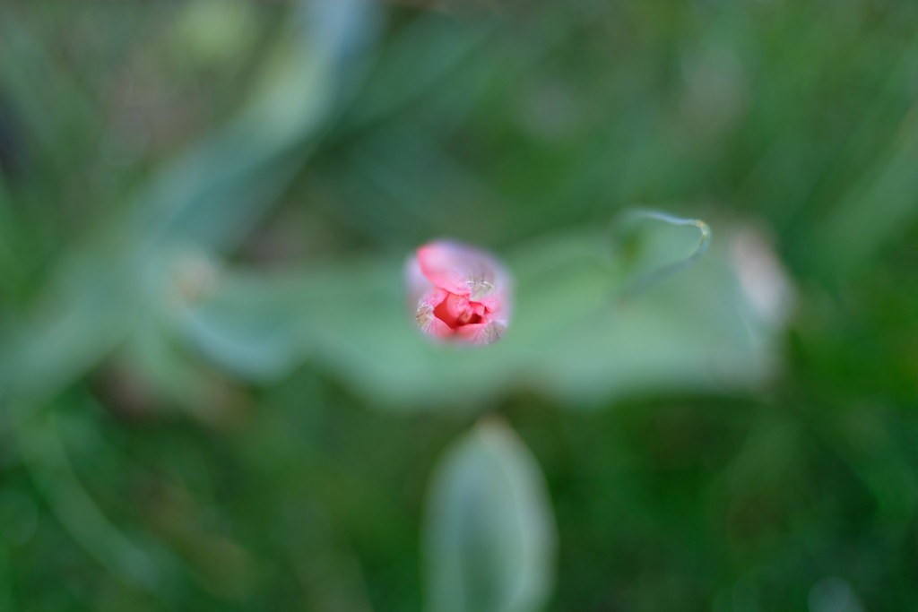 แคนนอน Canon 50mm f1.8 — ตัวอย่าง 6