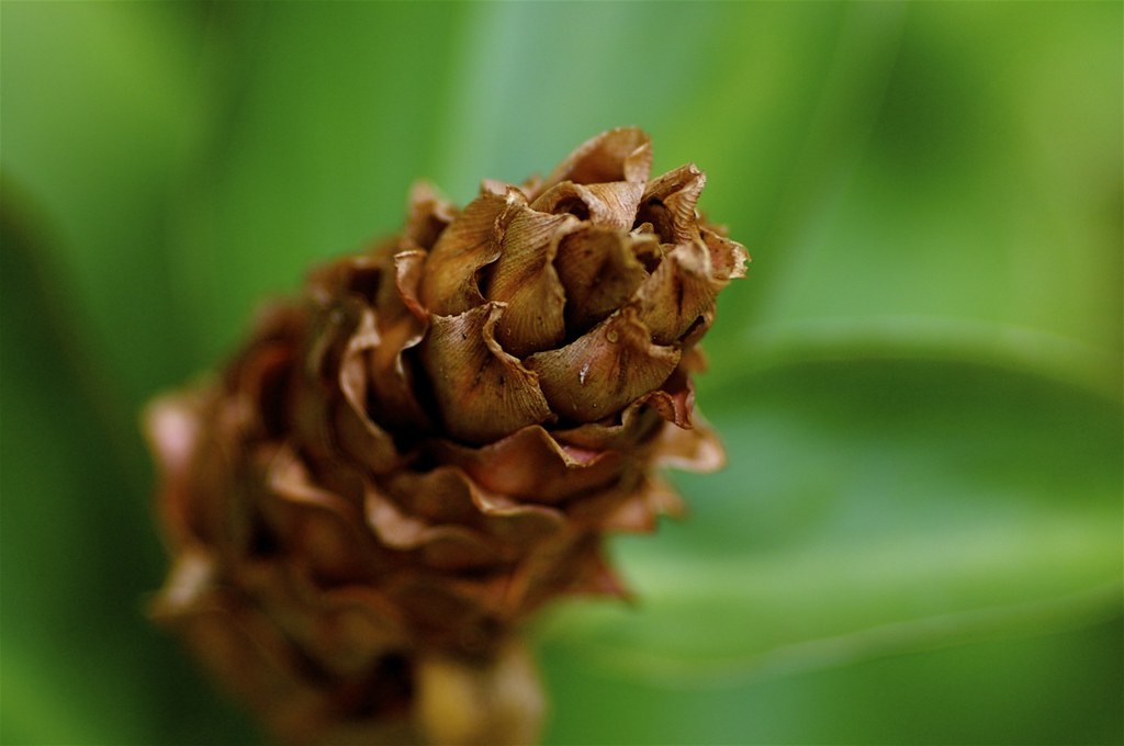 นิคอน Nikon 135mm f3.5