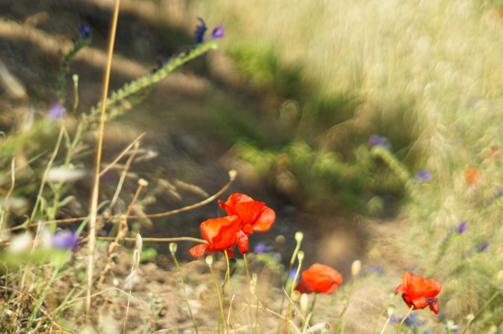 Konica 50mm f1.4