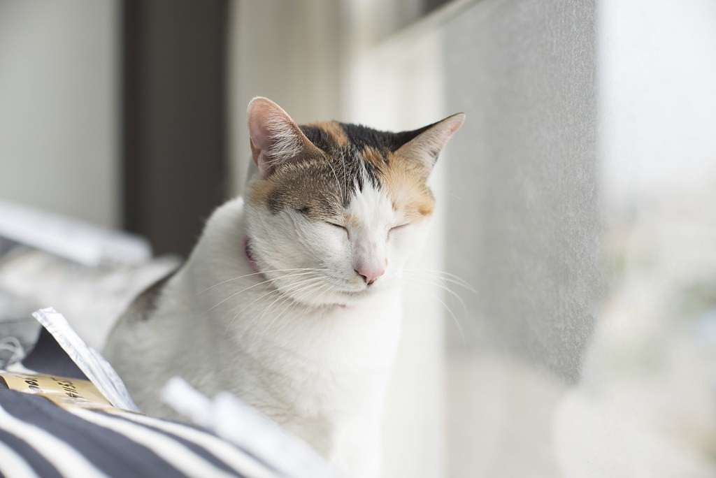 แคนนอน Canon 58mm f1.2 — ตัวอย่าง 4