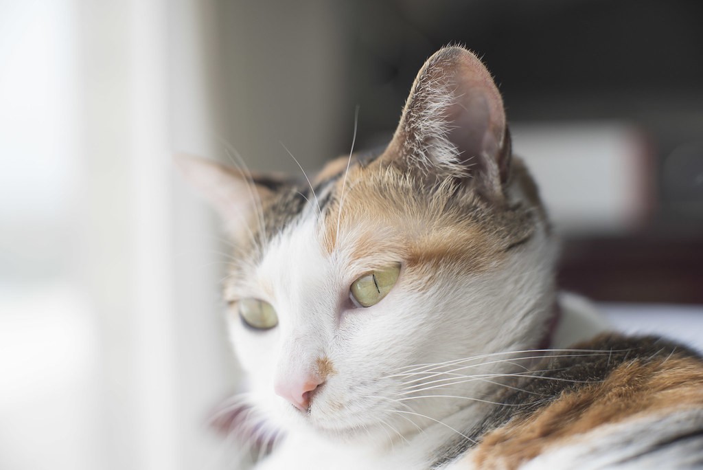 แคนนอน Canon 58mm f1.2 — ตัวอย่าง 2