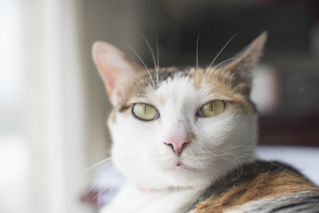 แคนนอน Canon 58mm f1.2 — ตัวอย่าง 3