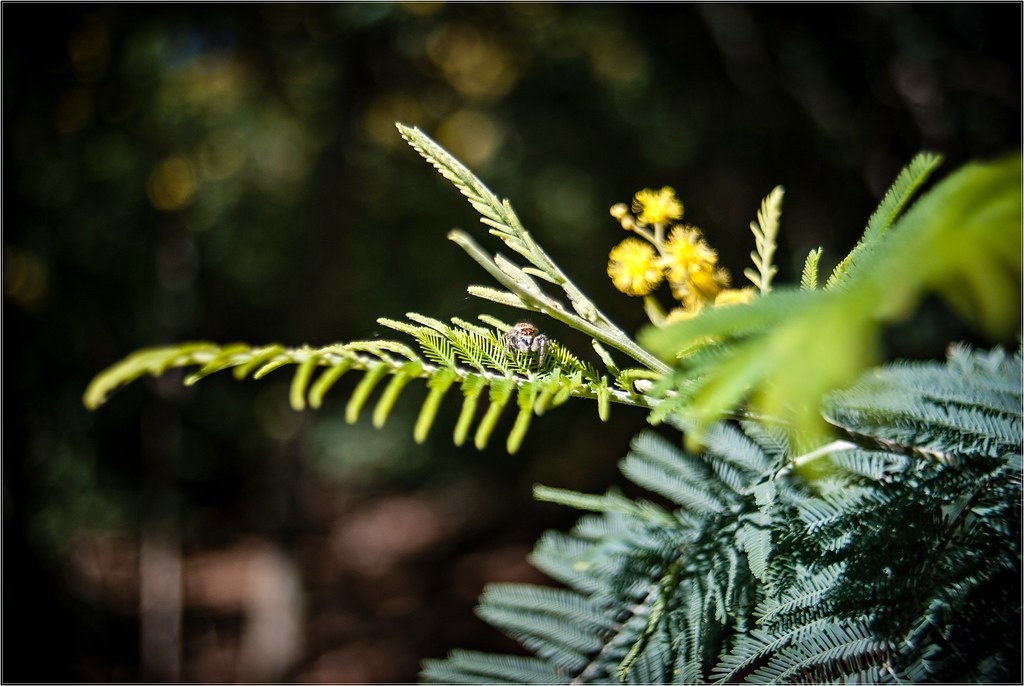 Makinon 24mm f2.8