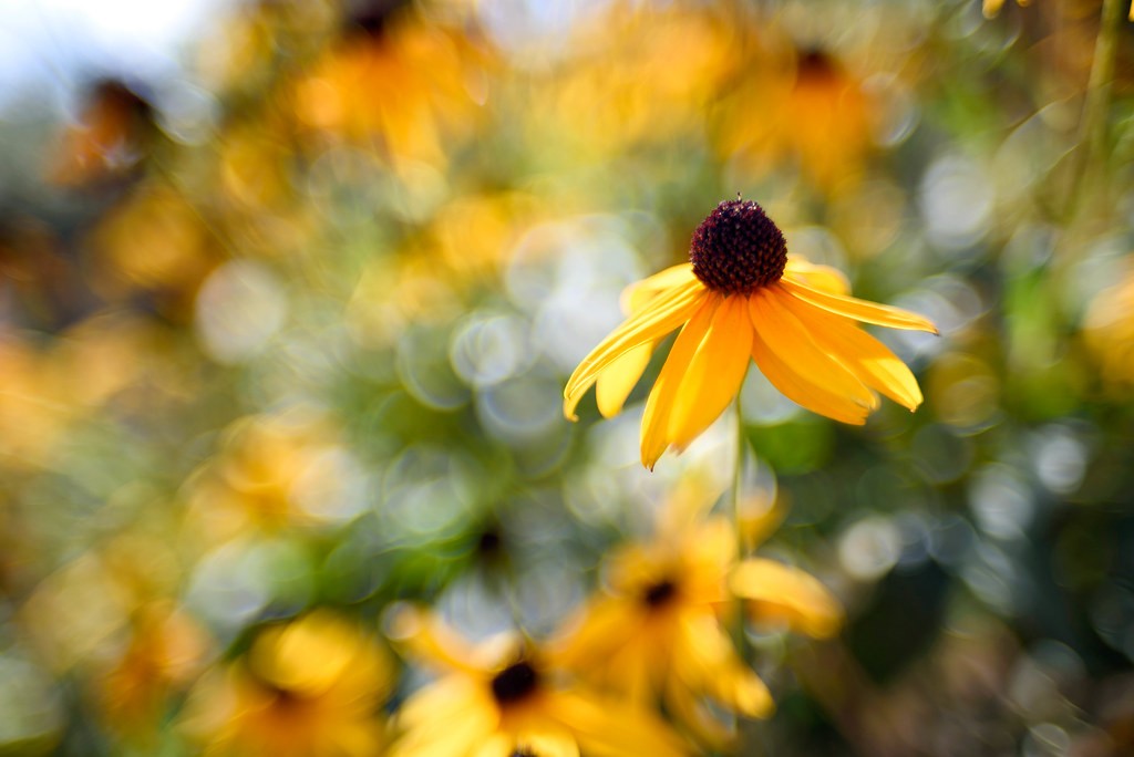 นิคอน Nikon 35mm f1.4