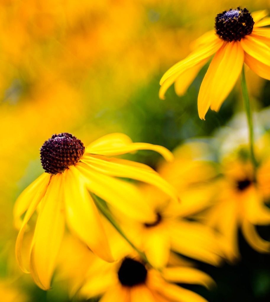 นิคอน Nikon 35mm f1.4 — ตัวอย่าง 2
