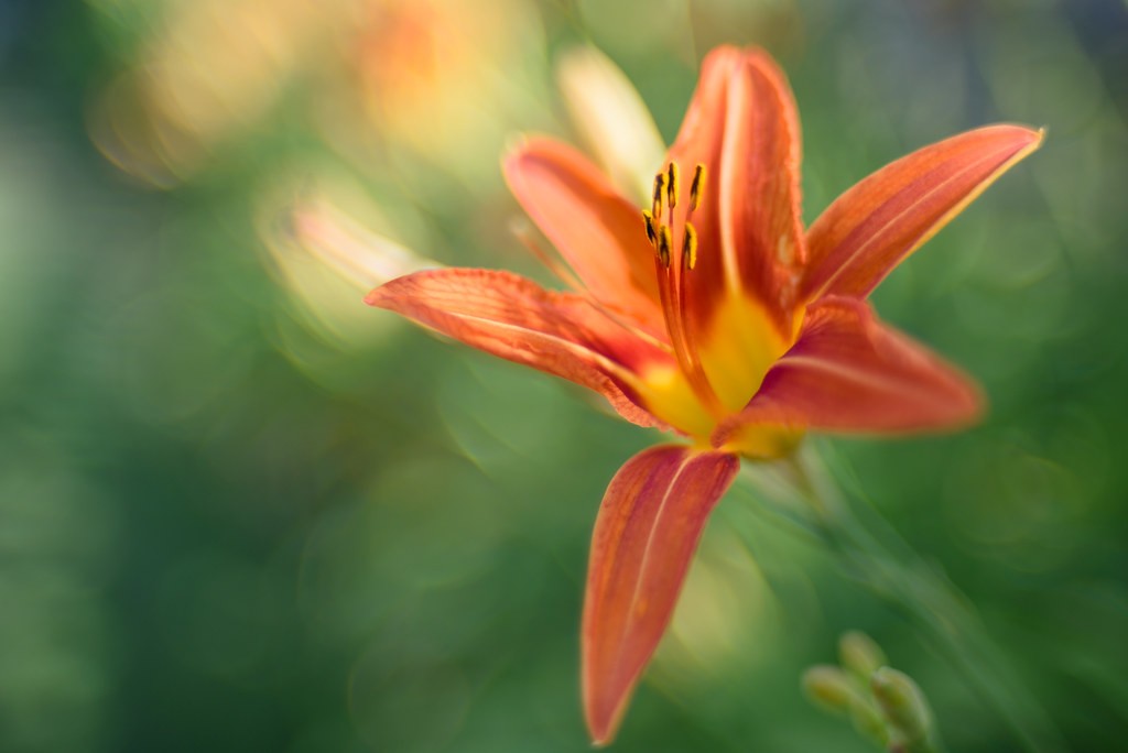 นิคอน Nikon 35mm f1.4 — ตัวอย่าง 3