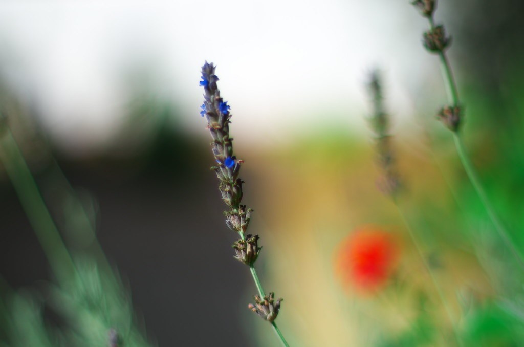 Revuenon 50mm f1.4 — ตัวอย่าง 2