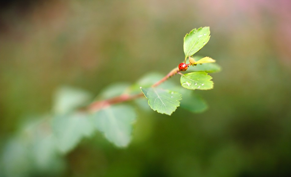 Carl Zeiss Pancolar — sample 3