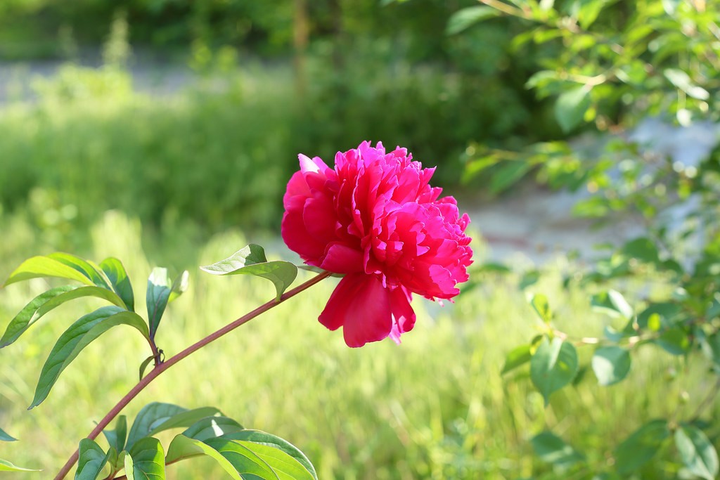 Carl Zeiss Pancolar — sample 2
