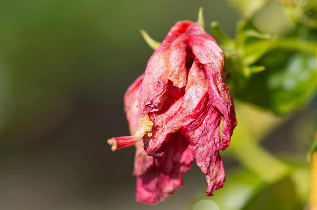 Vivitar Series 1 — ตัวอย่าง 1