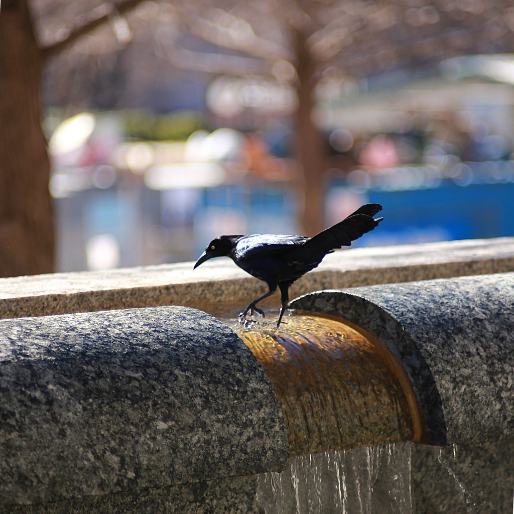 Yashica ML 135mm f2.8 — ตัวอย่าง 2