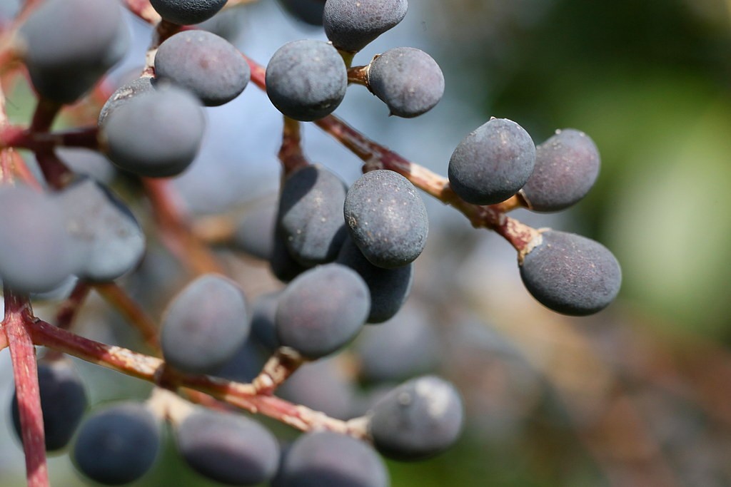 Vivitar Macro 55mm f2.8 — sample 2