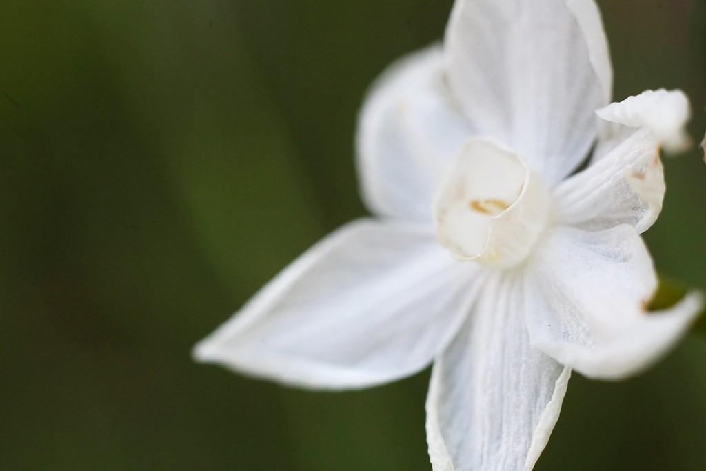 Vivitar Macro 55mm f2.8 — sample 3