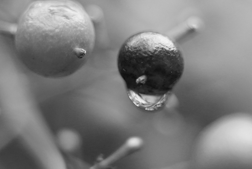Vivitar Macro 55mm f2.8 — sample 4