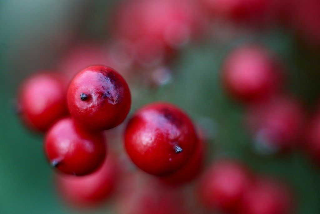 Vivitar Macro 55mm f2.8