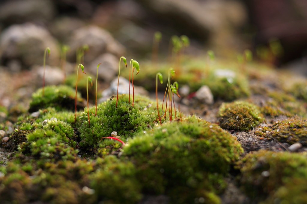 Canon Macro — sample 2