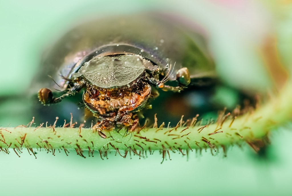 Canon Macro — sample 3