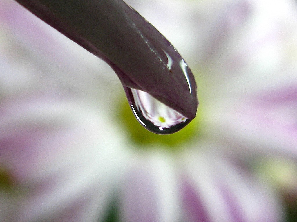 Canon Macro — sample 4