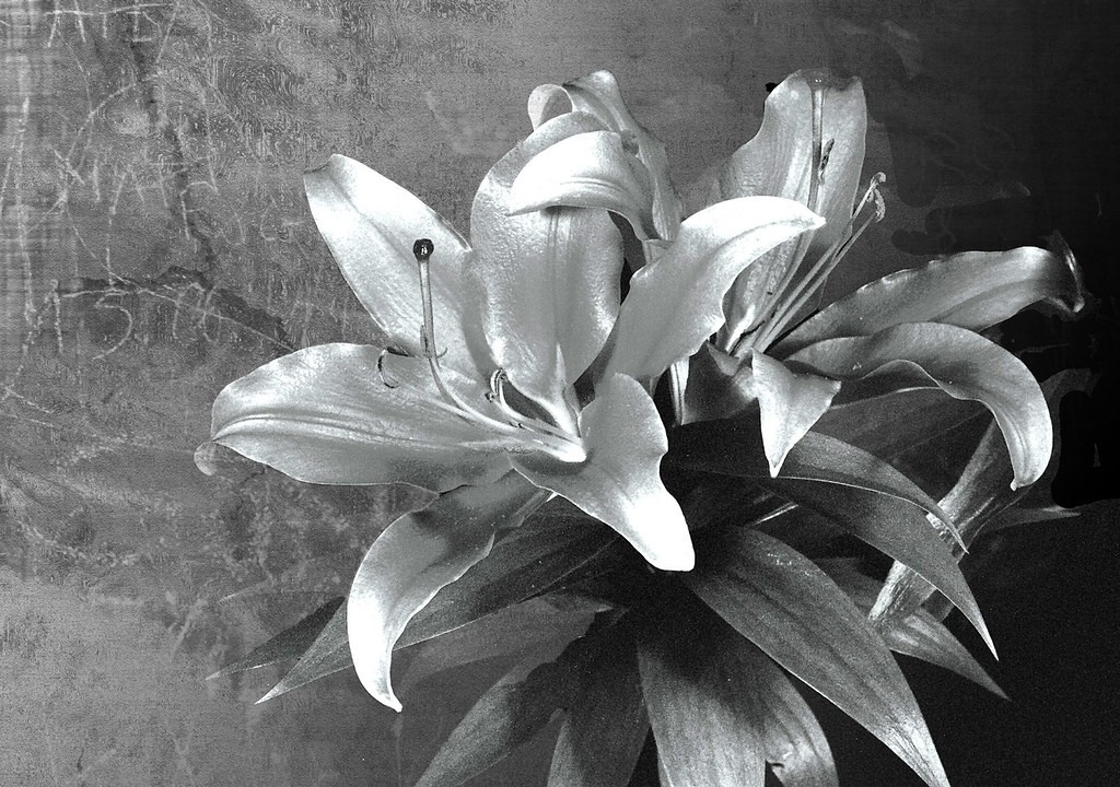 Olympus Macro 50mm f3.5 — sample 4