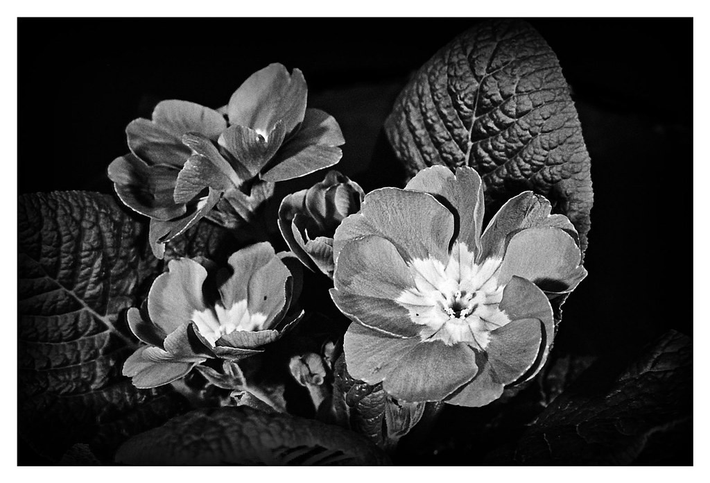 Olympus Macro 50mm f3.5 — sample 2