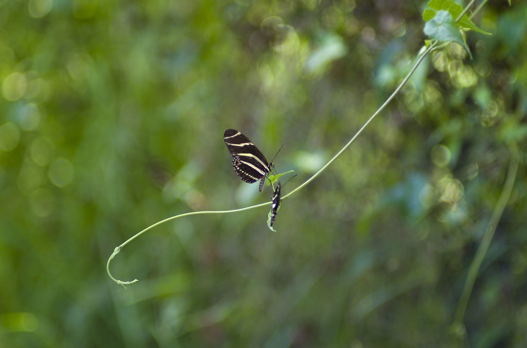 เพนแท็กซ์ Pentax Takumar 135mm f2.5 — ตัวอย่าง 2