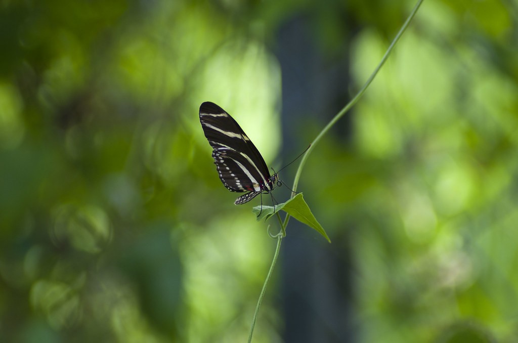 เพนแท็กซ์ Pentax Takumar 135mm f2.5