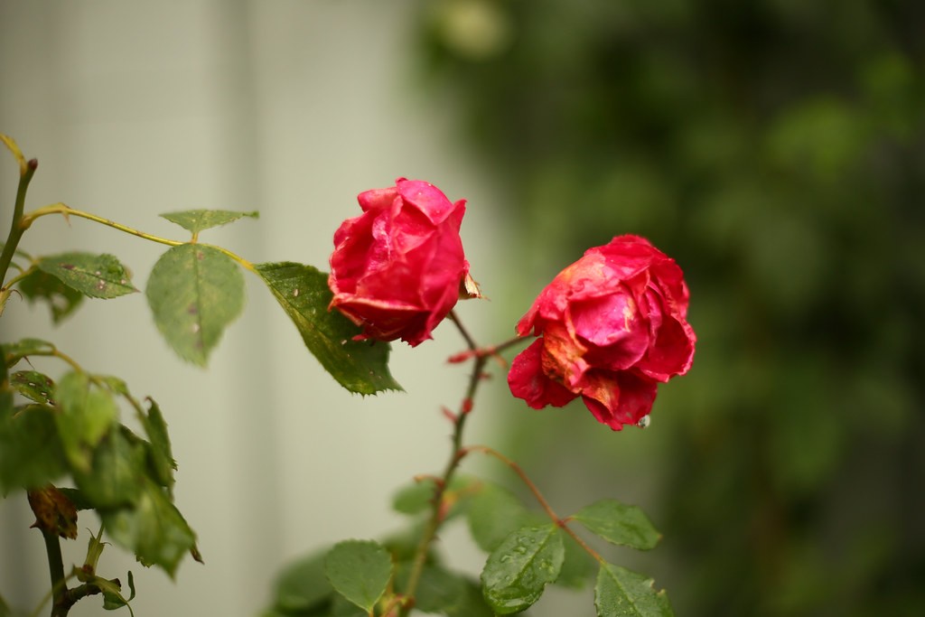 Chinon 55mm f1.7 — ตัวอย่าง 3