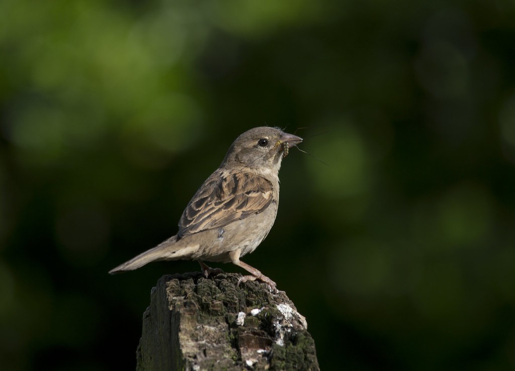 นิคอน Nikon 500mm f8