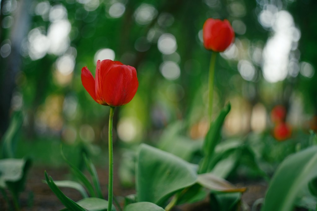 Rikenon 50mm f1.4