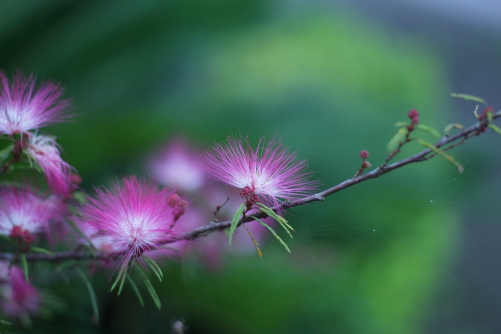 ไลก้า Leica Elmarit-R 90mm f2.8 — ตัวอย่าง 3