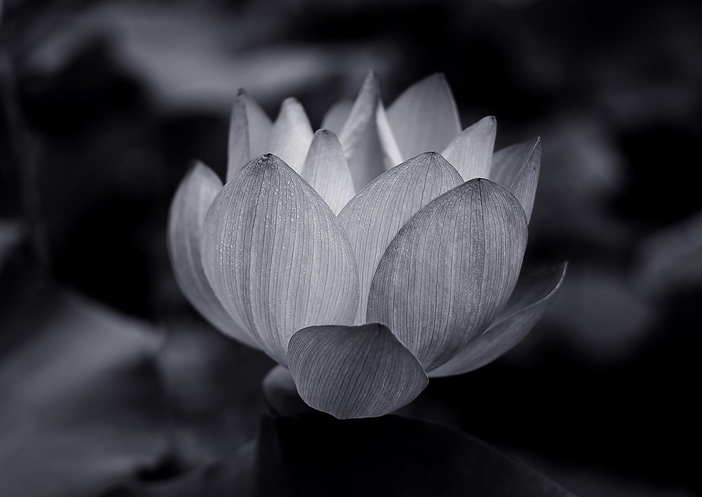ไลก้า Leica Elmarit-R 90mm f2.8 — ตัวอย่าง 2
