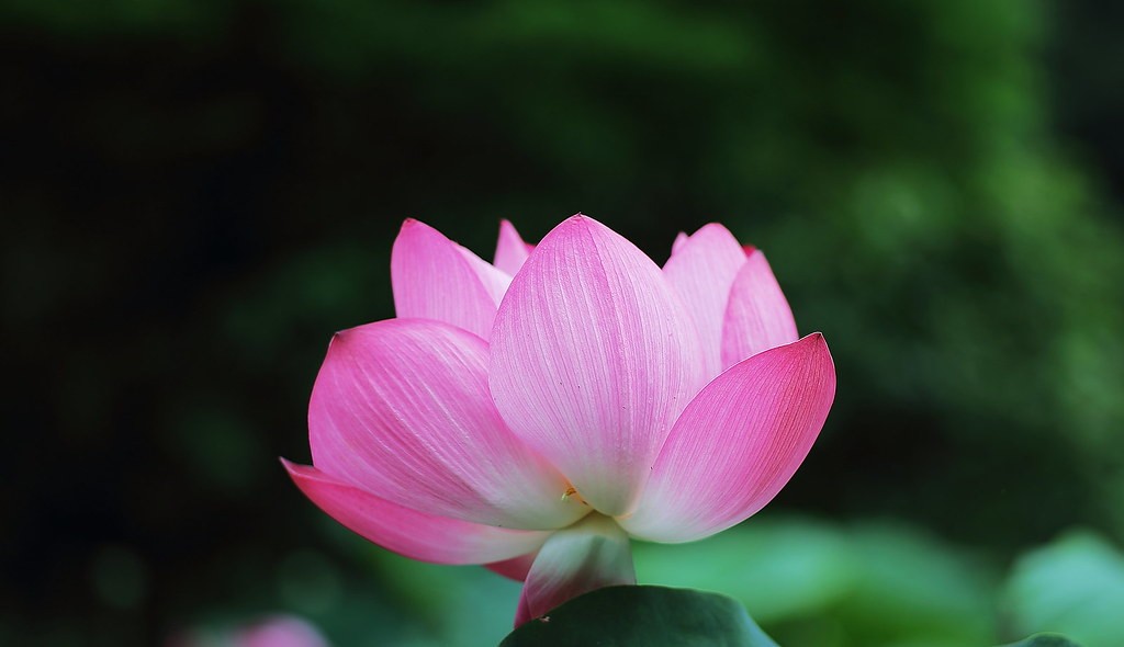ไลก้า Leica Elmarit-R 90mm f2.8 — ตัวอย่าง 5