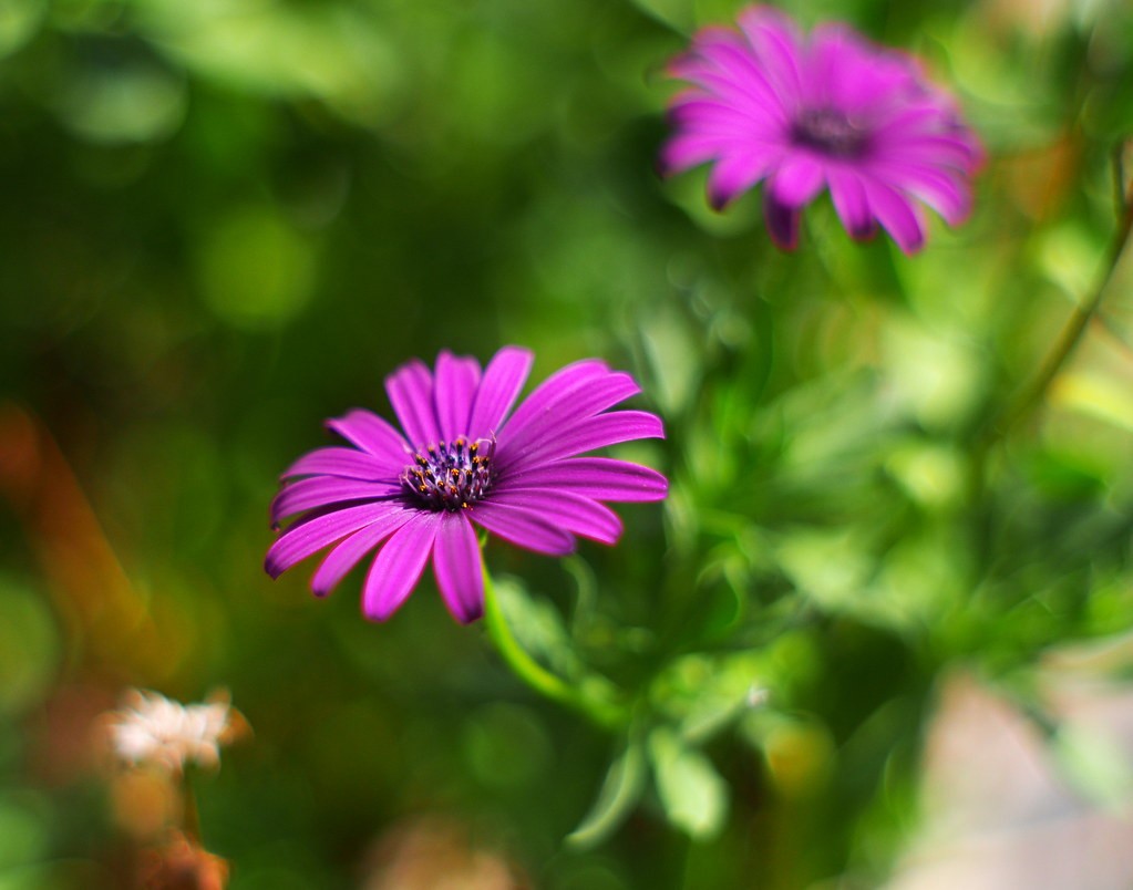 เพนแท็กซ์ Pentax Takumar 55mm f2