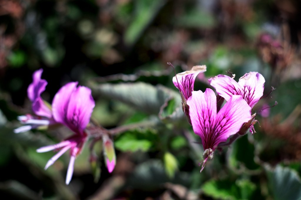 Konica 50mm f1.7 — ตัวอย่าง 3