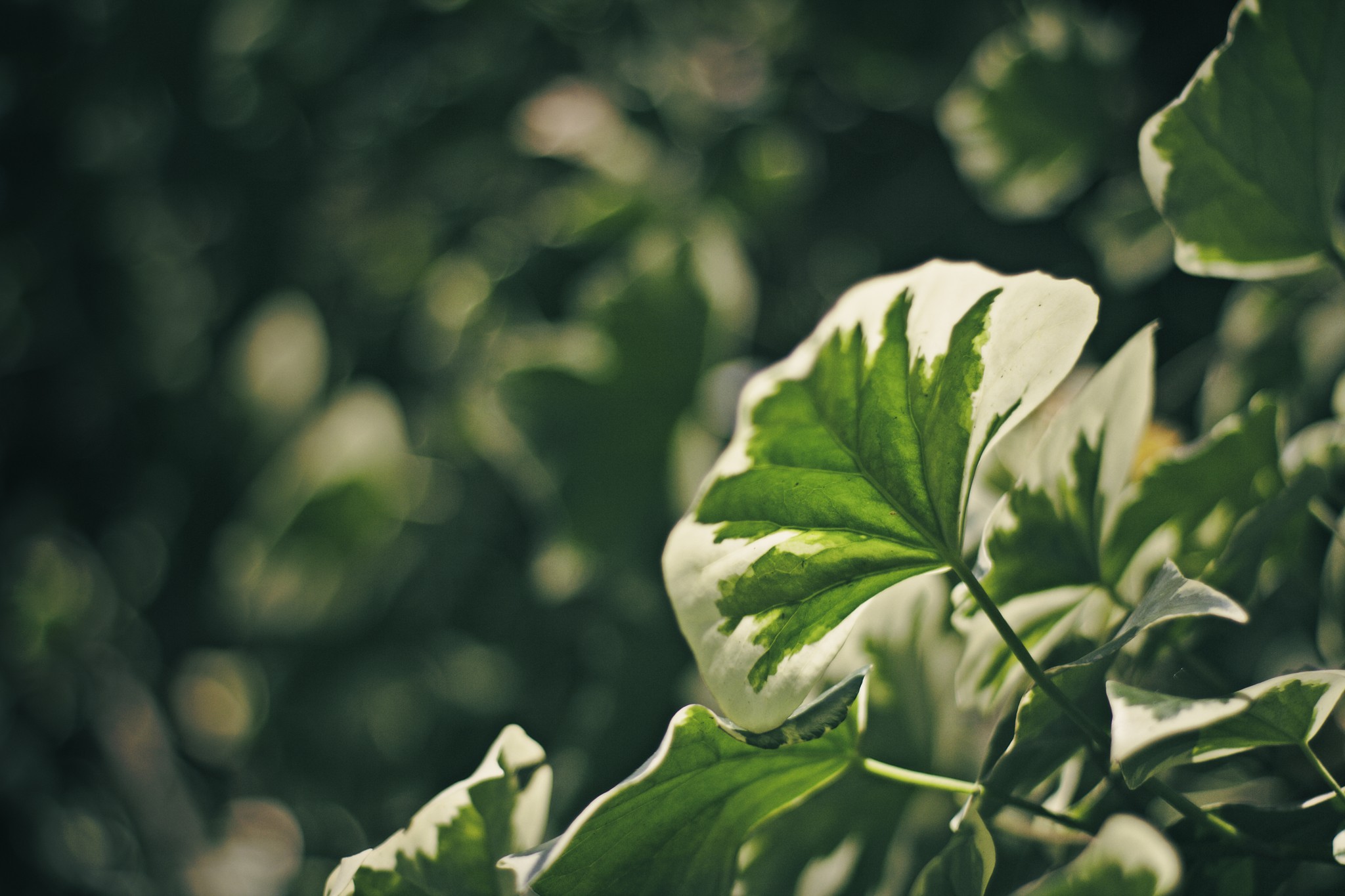 Sears 50mm f1.7 — ตัวอย่าง 3