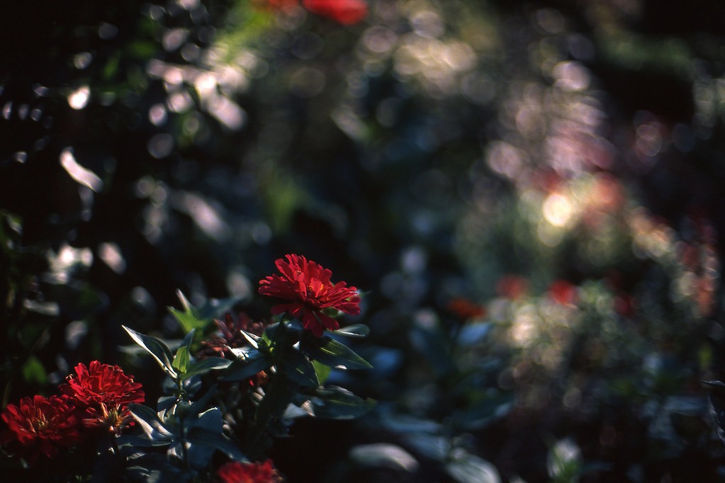 วอยก์แลนเดอร์ Voigtlander 50mm f1.1