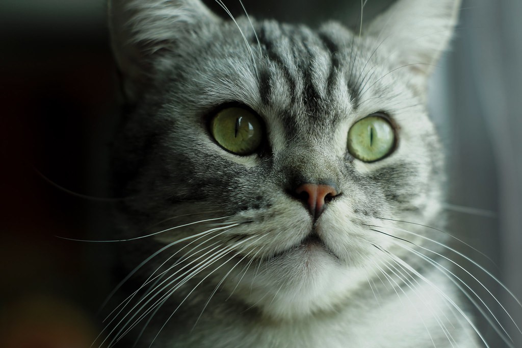 Minolta 50mm f1.7