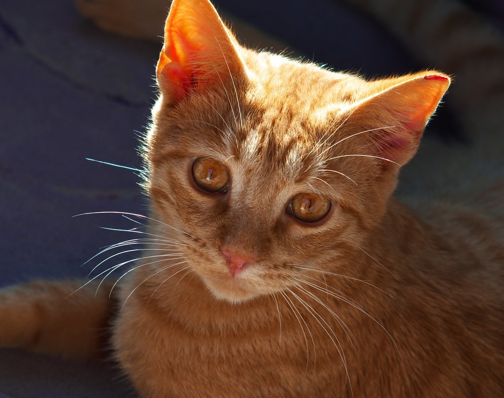 เพนแท็กซ์ Pentax Takumar 135mm f3.5