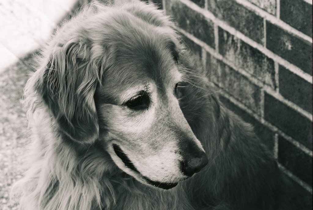 มินอลต้า Minolta 135mm f3.5