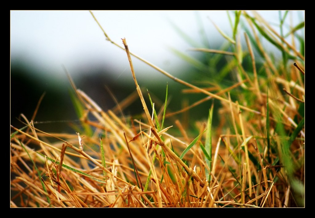 มินอลต้า Minolta 200mm f4.5 — ตัวอย่าง 3