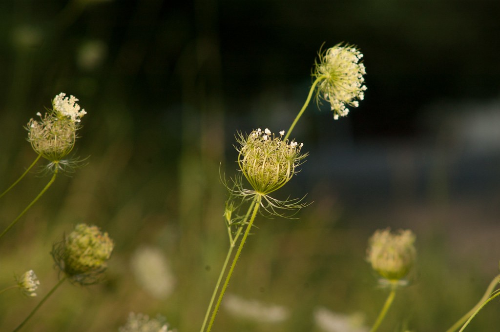 Soligor 200mm f3.5 — ตัวอย่าง 3